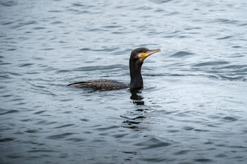 Cormorant Swimming at Walthamstow Wetlands London