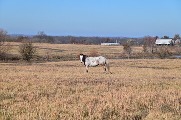 Obraz premium White Horse in a Farm Field
