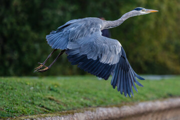 Heron takes flight at Walthamstow wetlands