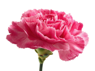 Pink Carnation Flower Isolated on Transparent Background Symbolizing Beauty and Love Perfect for Floral Designs and Gifts with Tender Petals and Elegant Shape Exactly 200 Characters