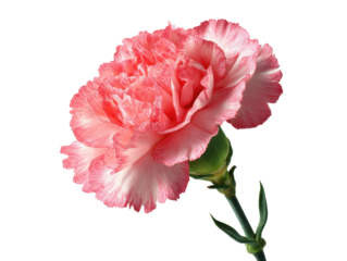 Light Pink Carnation Flower Isolated Against Transparent Backdrop Delicate Floral Design Element Representing Affection and Charm Perfect for Invitations and Decorations Exactly 200