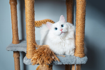 Cute white cat with blue eyes lying on pet tree.