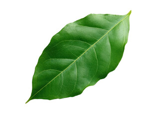 Obraz premium Fresh Green Leaf Isolated on Transparent Background Detail Close up Studio Shot of Plant Leaves Veins Texture Single Object Cut Out Foliage Botanical Element Forest Natural Macro Photo