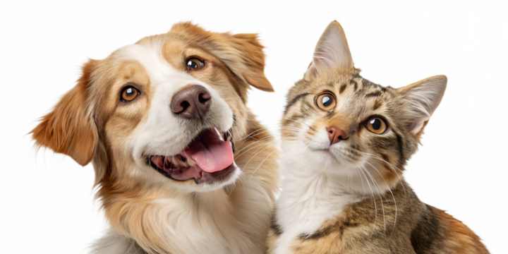 Portrait of a happy dog and cat looking at the camera together, isolated on a transparent background. The image captures the beautiful friendship and harmony between the pets, showing their joyful exp