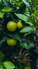 Green Citrus Fruit Tree After Rain