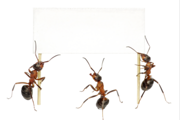 A diverse collection of wild and domestic animals, featuring majestic wildlife, cute pets, exotic species, forest creatures, ocean life, and nature’s beauty in one captivating animal theme.