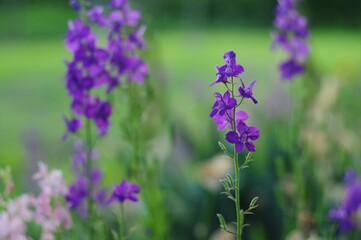 Vibrant Purple Delphinium Flowers in Lush Garden