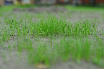 Fresh Green Grass Sprouts from Earth