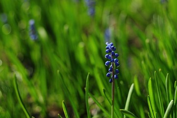 Vibrant Blue Muscari Flower in Green Spring Garden