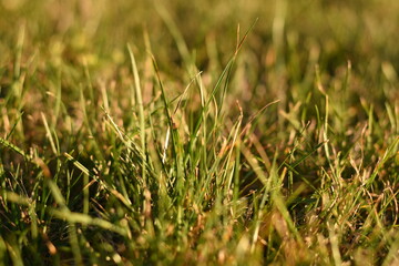 Green grass, close-up side view, texture