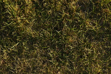 Green grass, close-up, texture