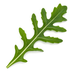 Naklejka premium Large, Fresh Arugula or Rocket Leaf with Deep Lobes Isolated on White