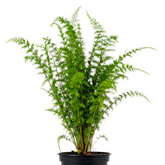 Fototapeta premium Bushy Asparagus Fern Houseplant in Black Plastic Pot - Indoor Decor