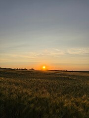 sunset over the field