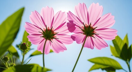 Two pink cosmos flowers backlit by bright sun against blue sky bloom blossom