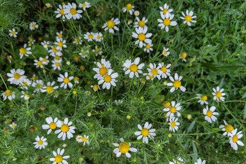 Blooming wild chamomile on meadow in overcast rainy morning