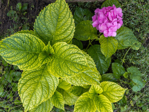 Stem top of hortensia on blurred background of pink flower