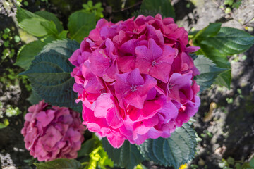Panicle of the pink flowers of cultivated hortensia close-up