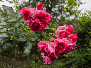 Red flower clusters of garden rose covered with rainwater drops