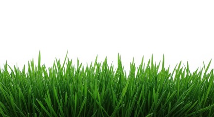 Obraz premium Green grass border isolated on white background