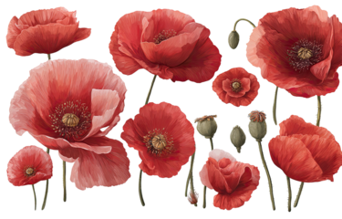 Red poppy flowers in a detailed illustration
