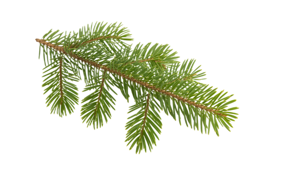 Green pine branch with needles on white background 1