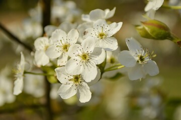 Pyrus serotina is a deciduous pear tree with white spring flowers and sweet, juicy fruit ripening in autumn, widely cultivated in Korean orchards. Photographed in Korea.