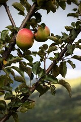 A close-up of two ripe red and green apples on a branch in the mountains, illuminated by natural light, shows the organic texture and leaves, Bright, organically grown apples