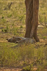Lions sleep under an African tree at sunset
