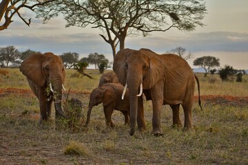 Fototapeta premium Close-up photos of elephants in Africa