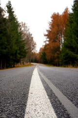 Fototapeta premium A low-angle view of a rural road emphasizes its central line as it leads through dense trees, creating a dynamic sense of depth, direction, and open movement in a natural setting.