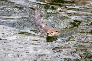 Otter Swimming in Cold Winter Water