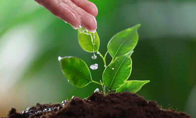 Woman watering seedling in soil against blurred green background, closeup