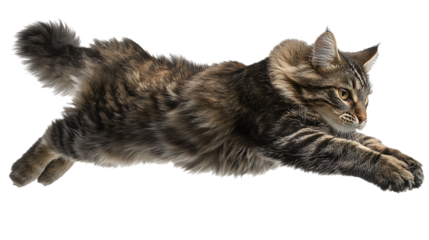 A tabby cat in midair, jumping with its body stretched out isolated on transparent background