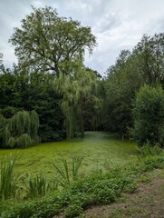 Naklejka premium A peaceful garden path surrounded by trees and lush nature