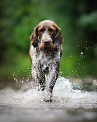 Energetic Spinone Italiano Dog Running and Splashing in Water