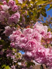 Beautiful cluster of vibrant pink cherry blossoms in full bloom, springtime.