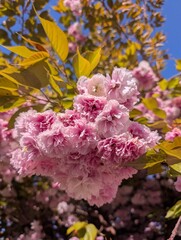 Pink cherry blossoms on a tree in spring