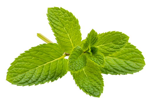 Vibrant fresh organic spearmint leaves isolated for culinary use isolated on transparent background