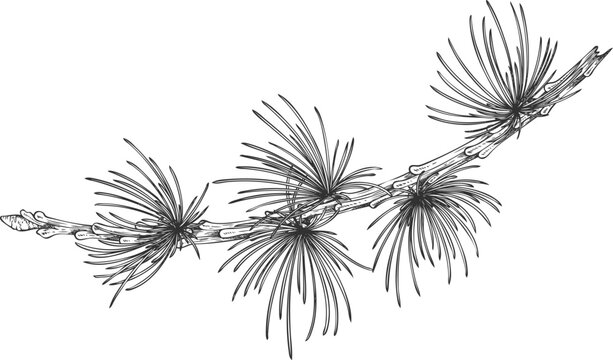 Monochrome European larch icon, hand-drawn, engraved vintage style.