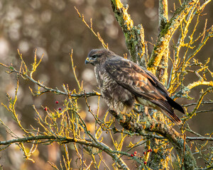 Buzzard at golden hour. Raptor of England
