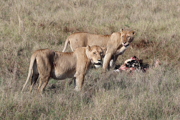 Two lionesses in the African savannah