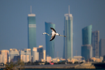 Greater flamingo with blur building background, Bahrain