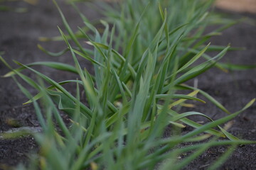 green grass on the ground