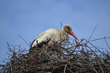 stork in the nest