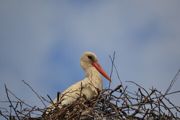 stork in the nest