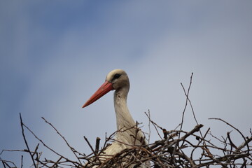 stork in the nest