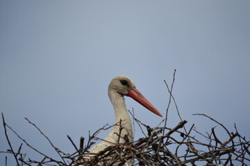 stork in the nest