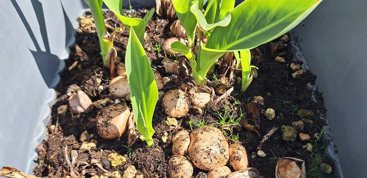 Brown mushrooms grow in a flower pot with a canna plant. Panorama.