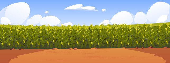 Fototapeta premium Corn field vector illustration, cartoon corn grows in field. Rural summer field landscape, vegetable garden cultivation